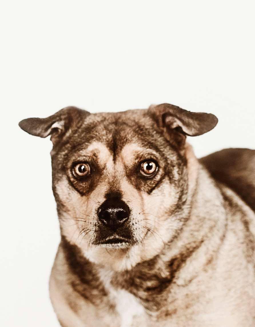 Opal, a Adoptable mixed breed in Lubbock, TX image 5/6