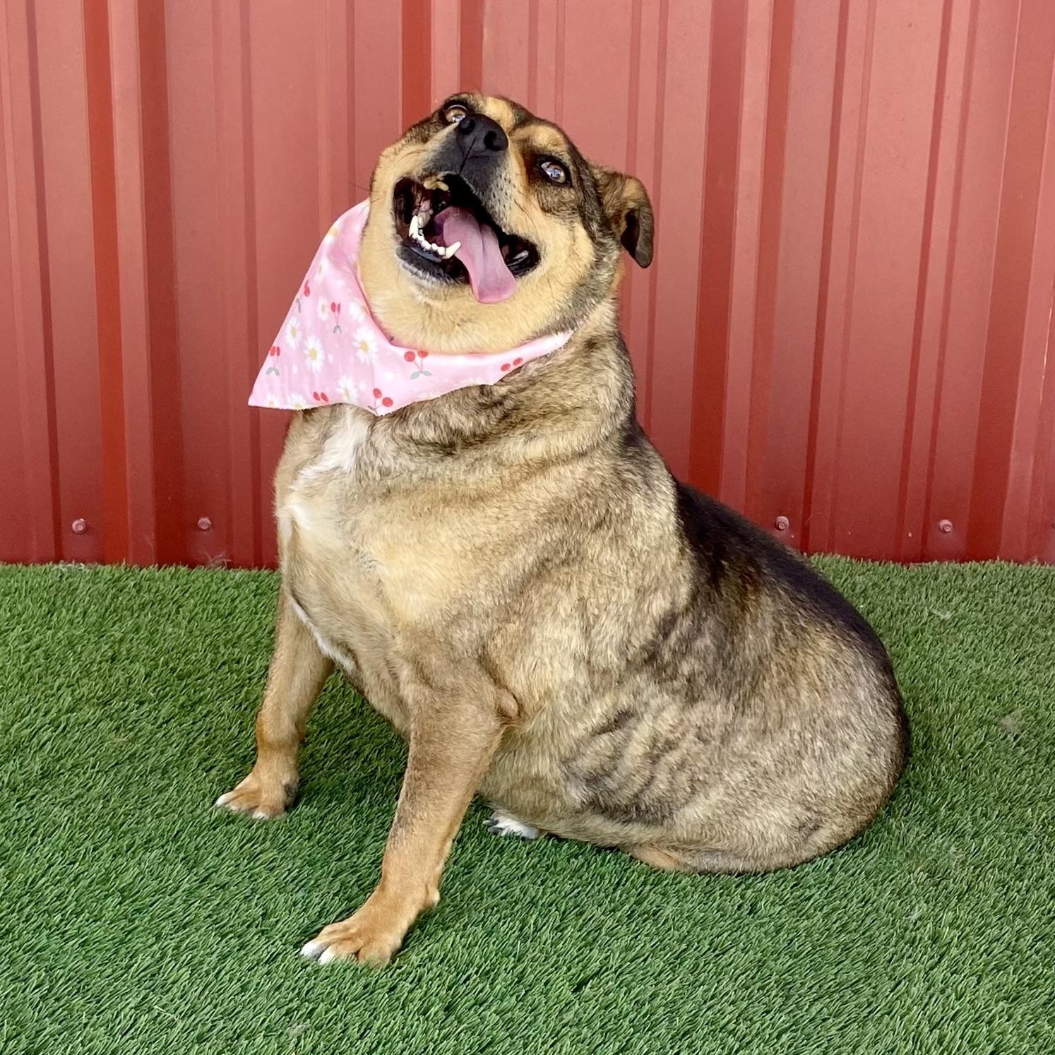 Opal, a Adoptable mixed breed in Lubbock, TX image 6/6