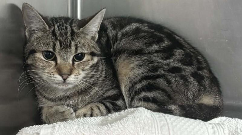 Enlarge Bindi, a Adoptable Domestic Short Hair in Burgaw, NC image 2/2
