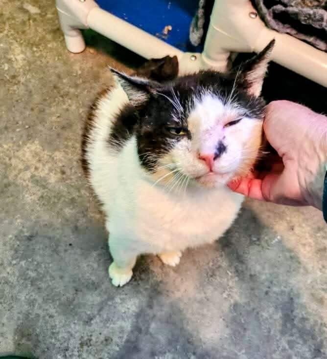 Jimson, Adoptable, Senior Male Domestic Short Hair & American Bobtail.