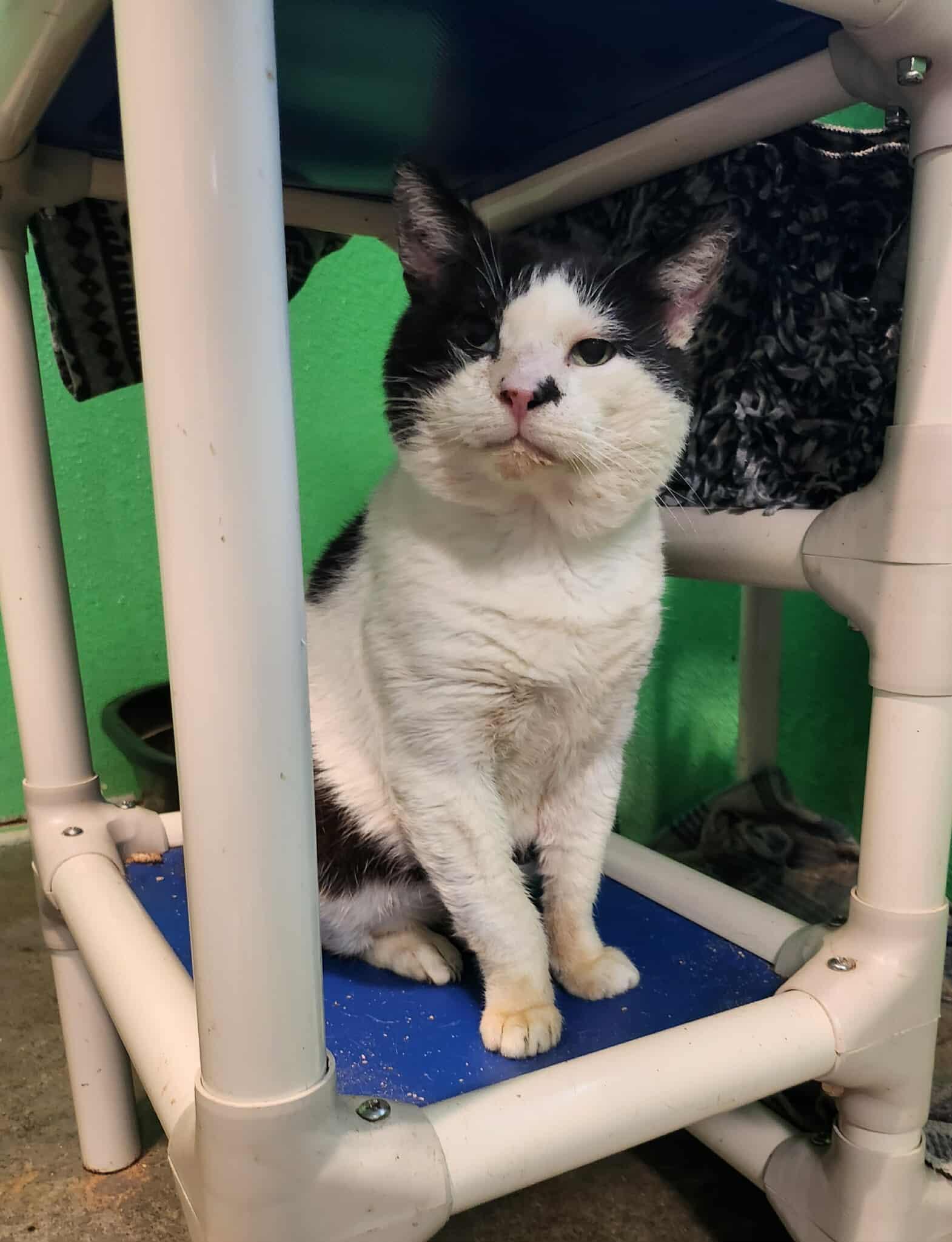 Jimson, adopted, Senior Male Domestic Short Hair & American Bobtail.