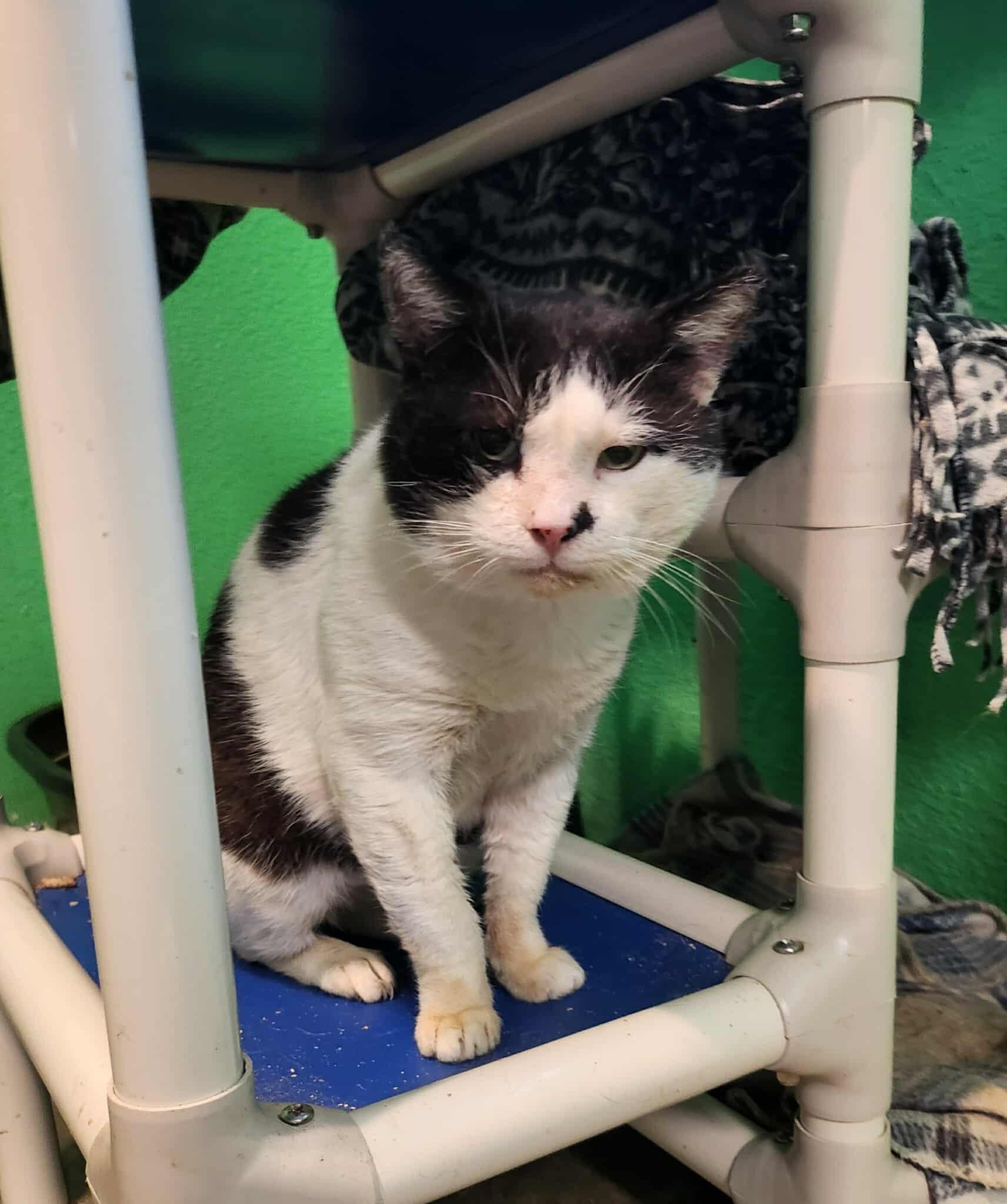 Jimson, a Adoptable mixed breed in Tillamook, OR image 3/3