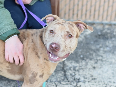 Harlem, a Adoptable mixed breed in CAPE MAY, NJ image 2/6