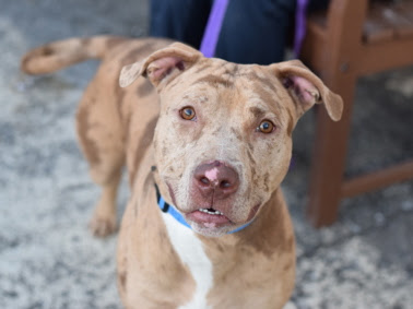 Harlem, a Adoptable mixed breed in CAPE MAY, NJ image 3/6