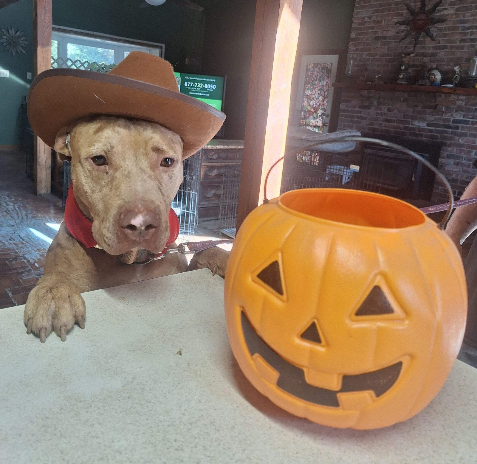 Harlem, a Adoptable mixed breed in CAPE MAY, NJ image 1/6