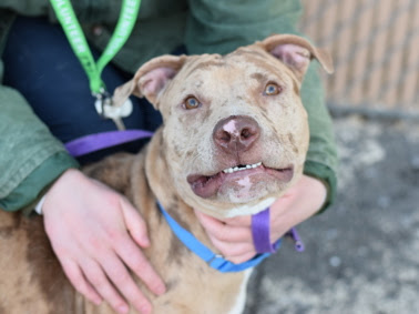 Harlem, a Adoptable mixed breed in CAPE MAY, NJ image 4/6