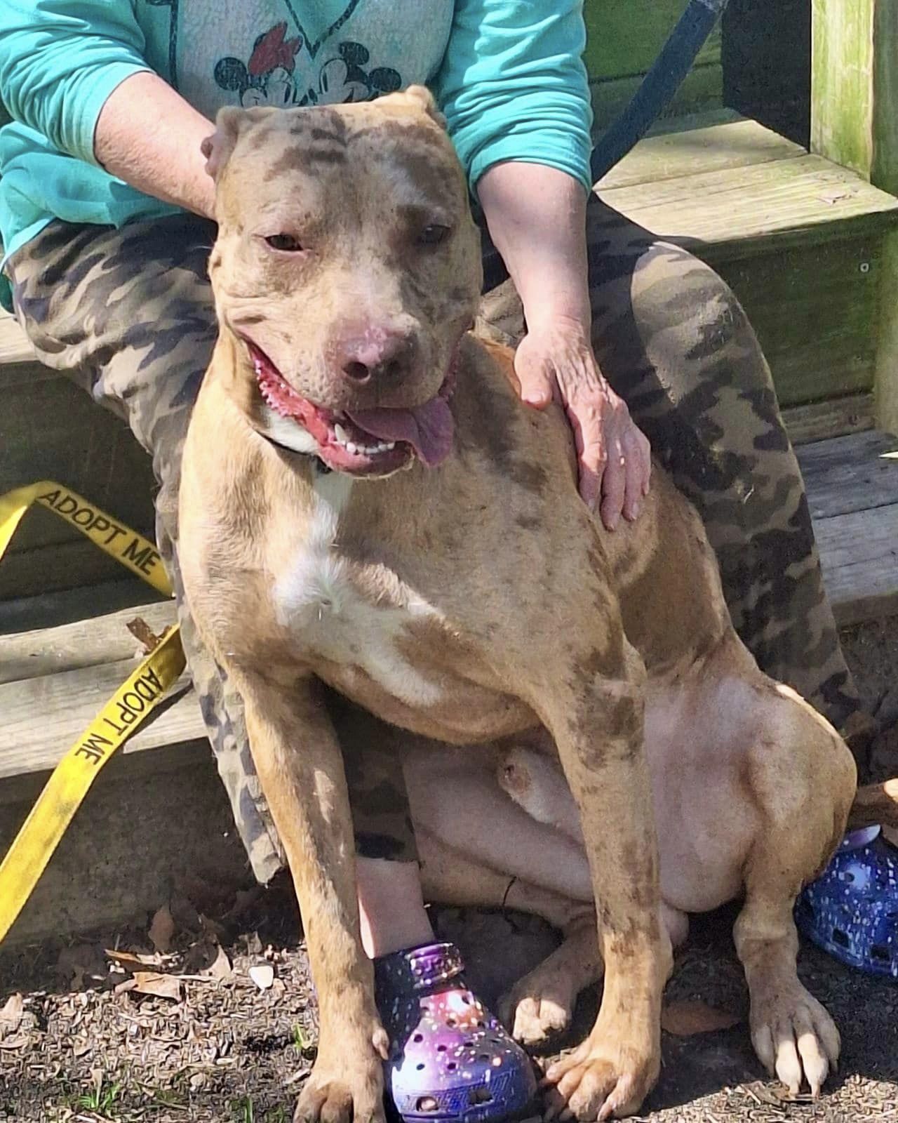 Harlem, a Adoptable mixed breed in CAPE MAY, NJ image 5/6