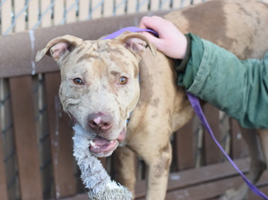 Harlem, a Adoptable mixed breed in CAPE MAY, NJ image 6/6