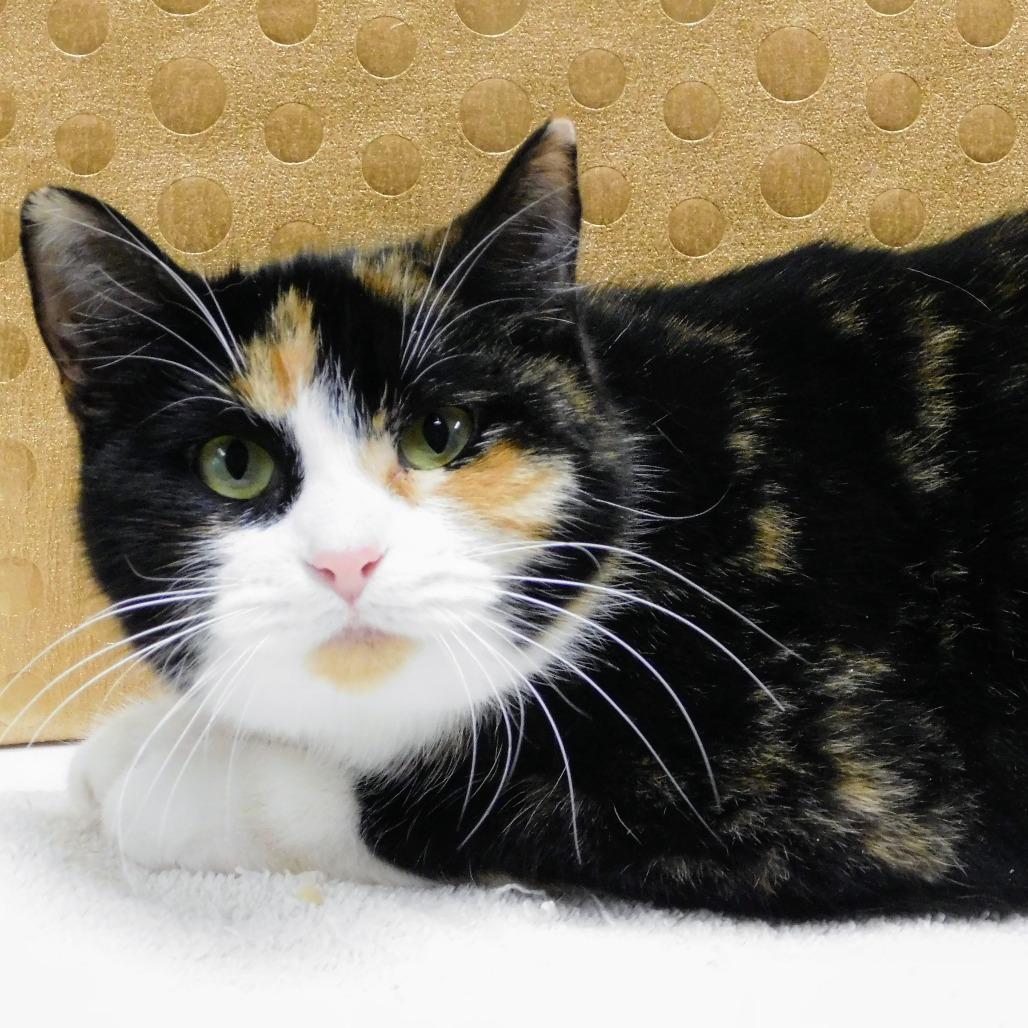Enlarge Cindy Lou, a Adoptable Domestic Short Hair in Canton, IL image 1/6