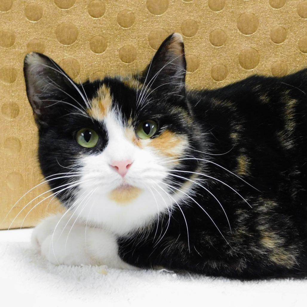 Enlarge Cindy Lou, a Adoptable Domestic Short Hair in Canton, IL image 2/6