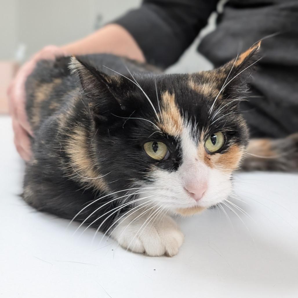 Enlarge Cindy Lou, a Adoptable Domestic Short Hair in Canton, IL image 3/6