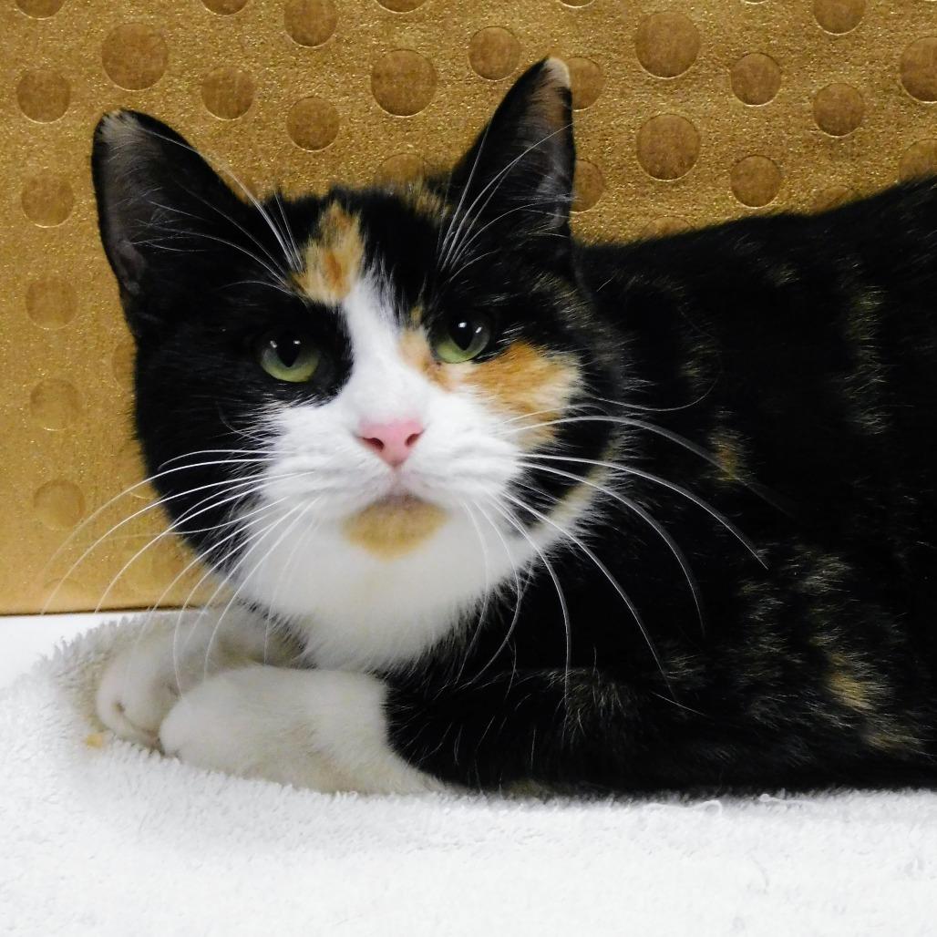 Enlarge Cindy Lou, a Adoptable Domestic Short Hair in Canton, IL image 4/6