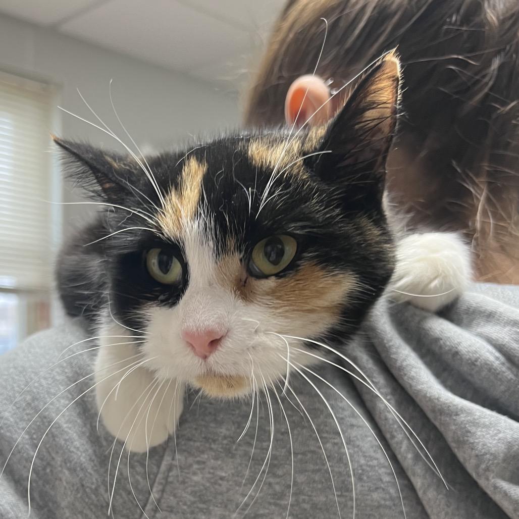 Enlarge Cindy Lou, a Adoptable Domestic Short Hair in Canton, IL image 5/6