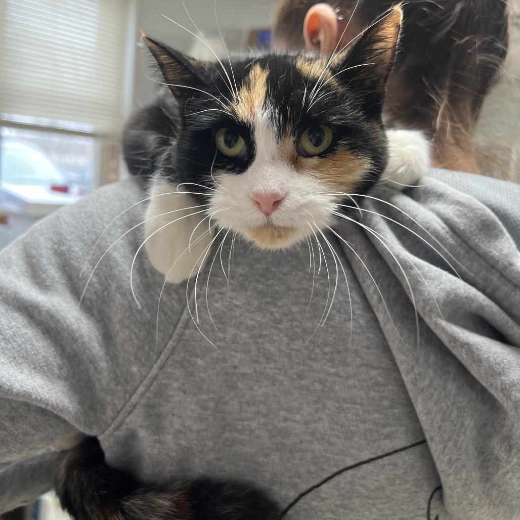 Enlarge Cindy Lou, a Adoptable Domestic Short Hair in Canton, IL image 6/6