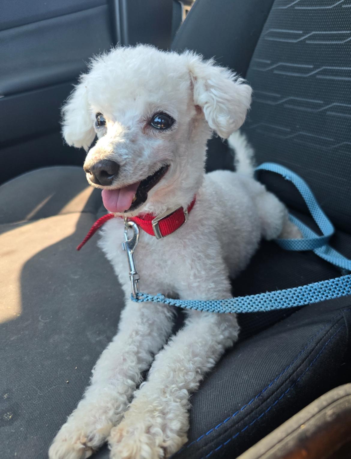 Kevin, Adopted, Senior Male Miniature Poodle.