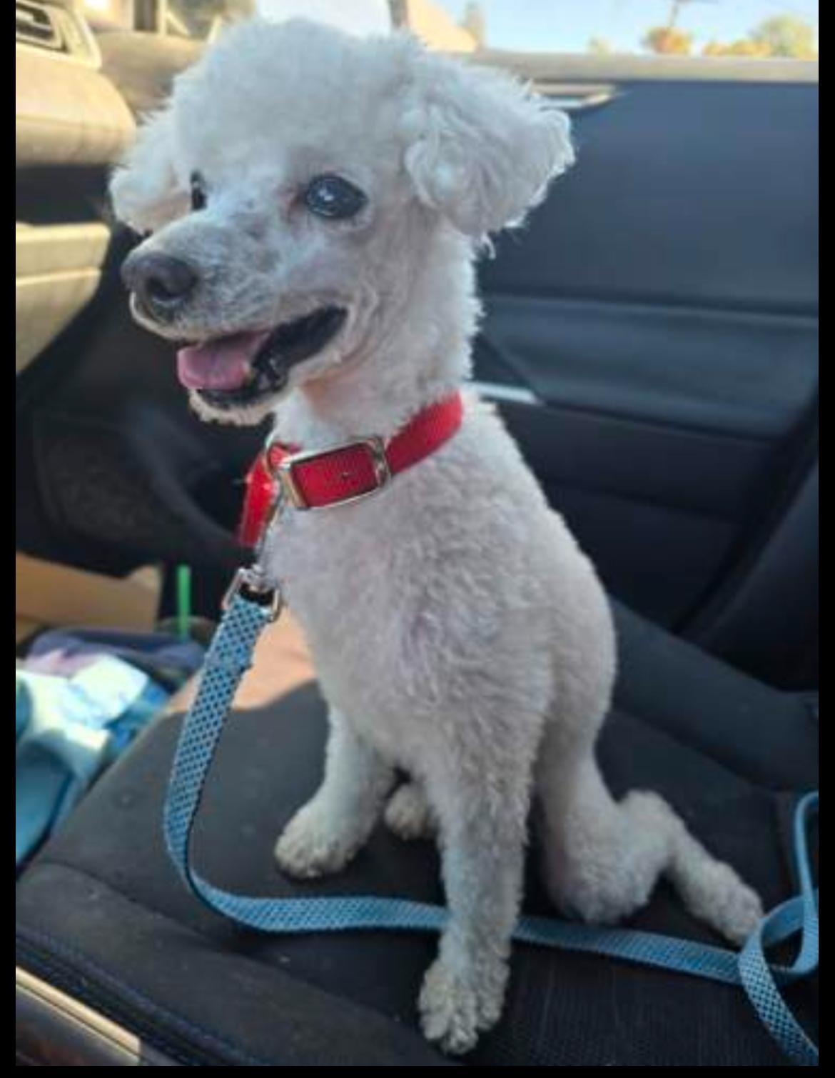 Enlarge Kevin, a Adopted Miniature Poodle in Powell Butte, OR image 2/3