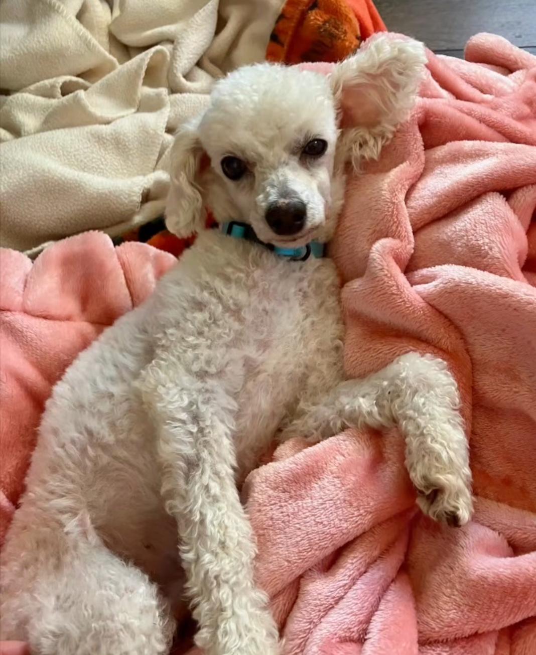 Enlarge Kevin, a Adopted Miniature Poodle in Powell Butte, OR image 3/3