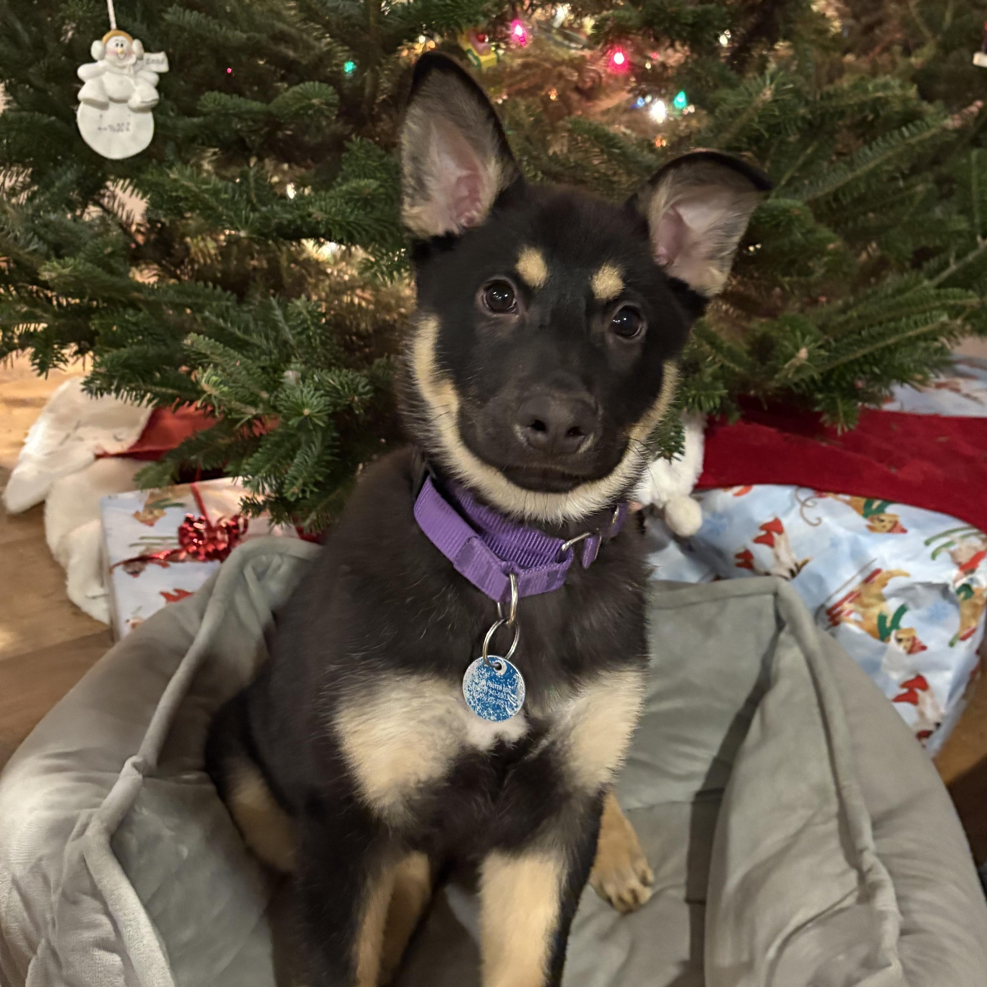 Enlarge Gianna, an adopted Mixed Breed in Sioux Falls, SD image 1/4