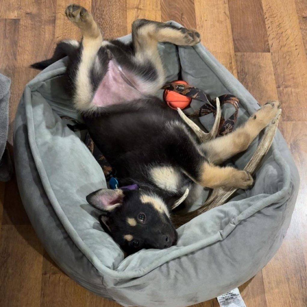 Enlarge Gianna, an adopted Mixed Breed in Sioux Falls, SD image 2/4