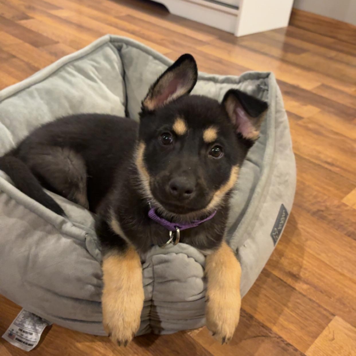 Enlarge Gianna, an adopted Mixed Breed in Sioux Falls, SD image 3/4