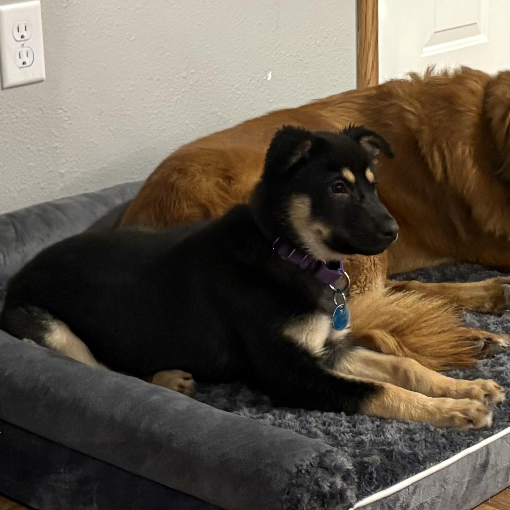 Enlarge Gianna, an adopted Mixed Breed in Sioux Falls, SD image 4/4