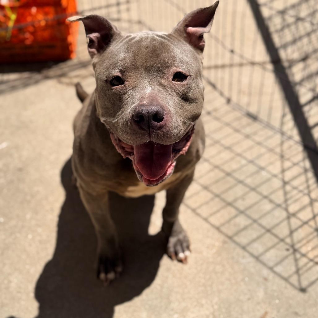 Carrie, Adoptable, Adult Female English Bulldog.
