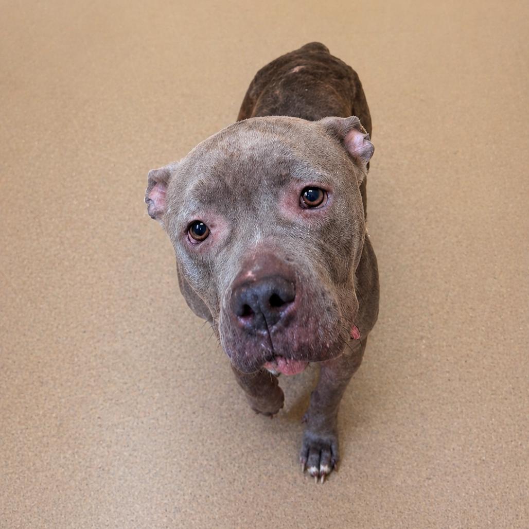 Carrie, a Adoptable English Bulldog in Columbus, GA image 2/2