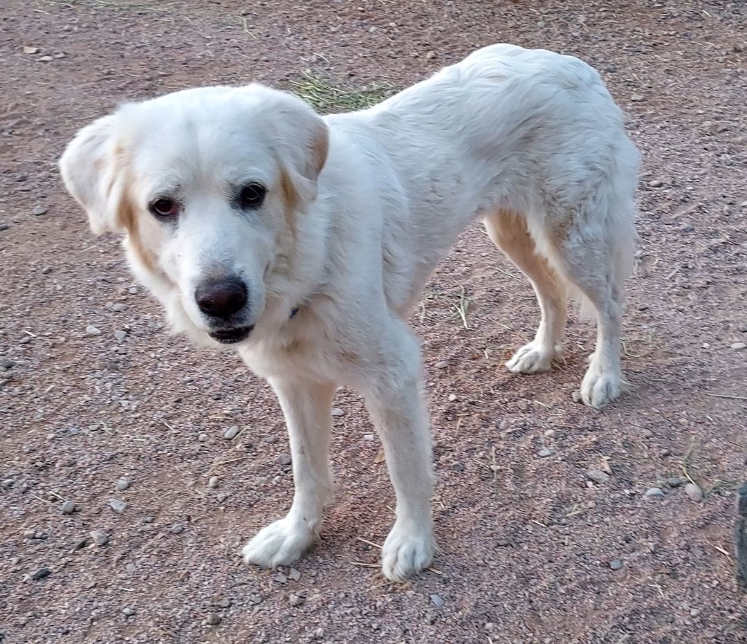 Enlarge NOLA, a Adopted mixed breed in Overton, NV image 1/5