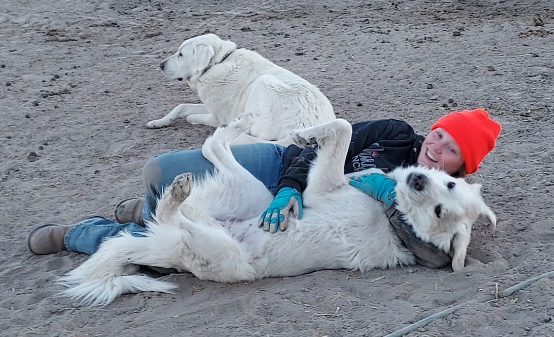 Enlarge NOLA, a Adopted mixed breed in Overton, NV image 2/5