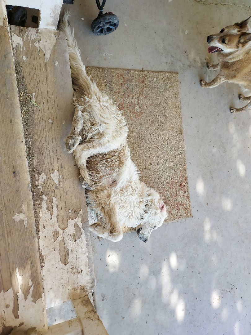 Enlarge NOLA, a Adopted mixed breed in Overton, NV image 3/5