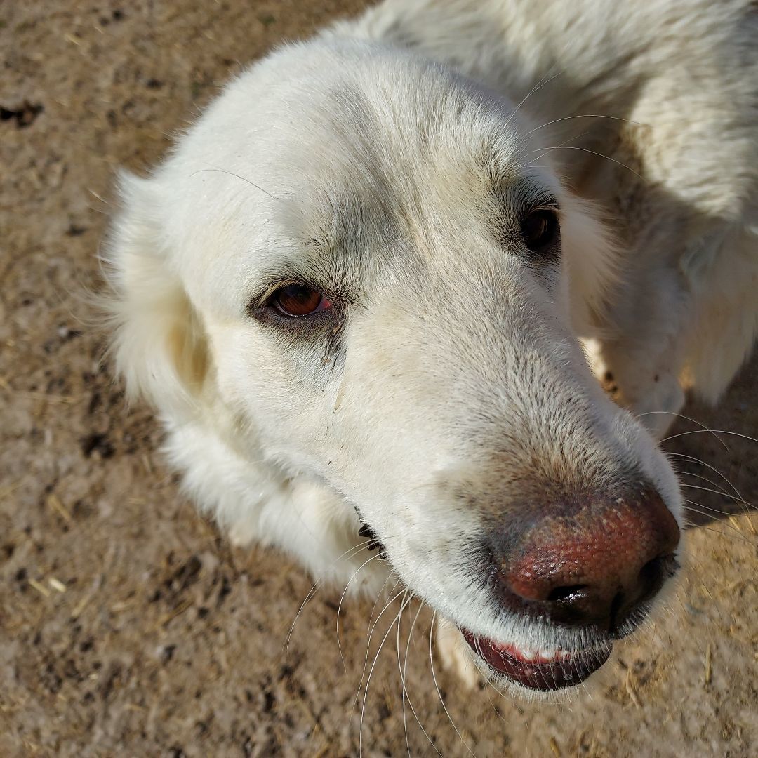 Enlarge NOLA, a Adopted mixed breed in Overton, NV image 4/5
