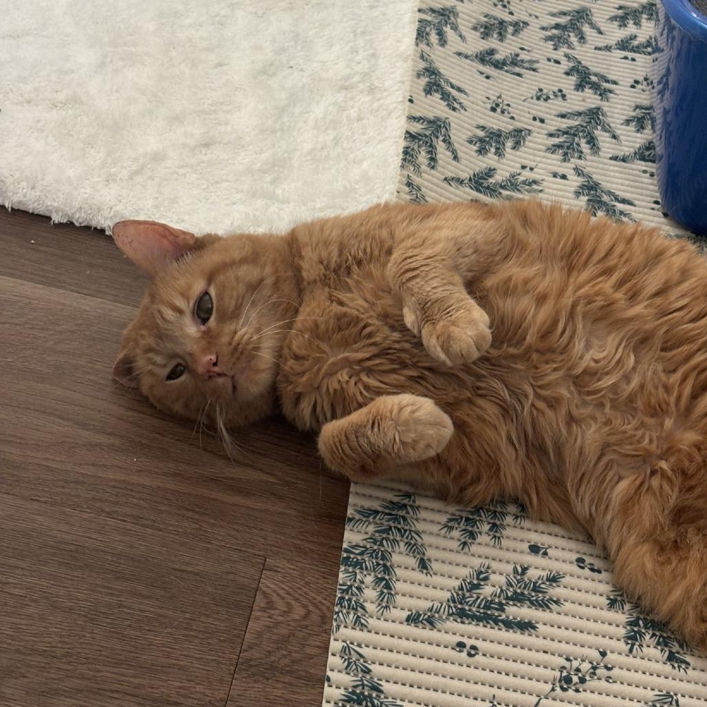 Max-Foster, Adoptable, Senior Male Domestic Short Hair.