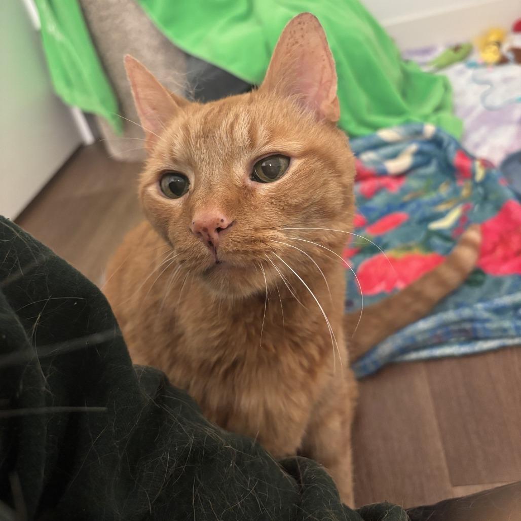 Max-Foster, a Adoptable Domestic Short Hair in Grand Rapids, MI image 2/6