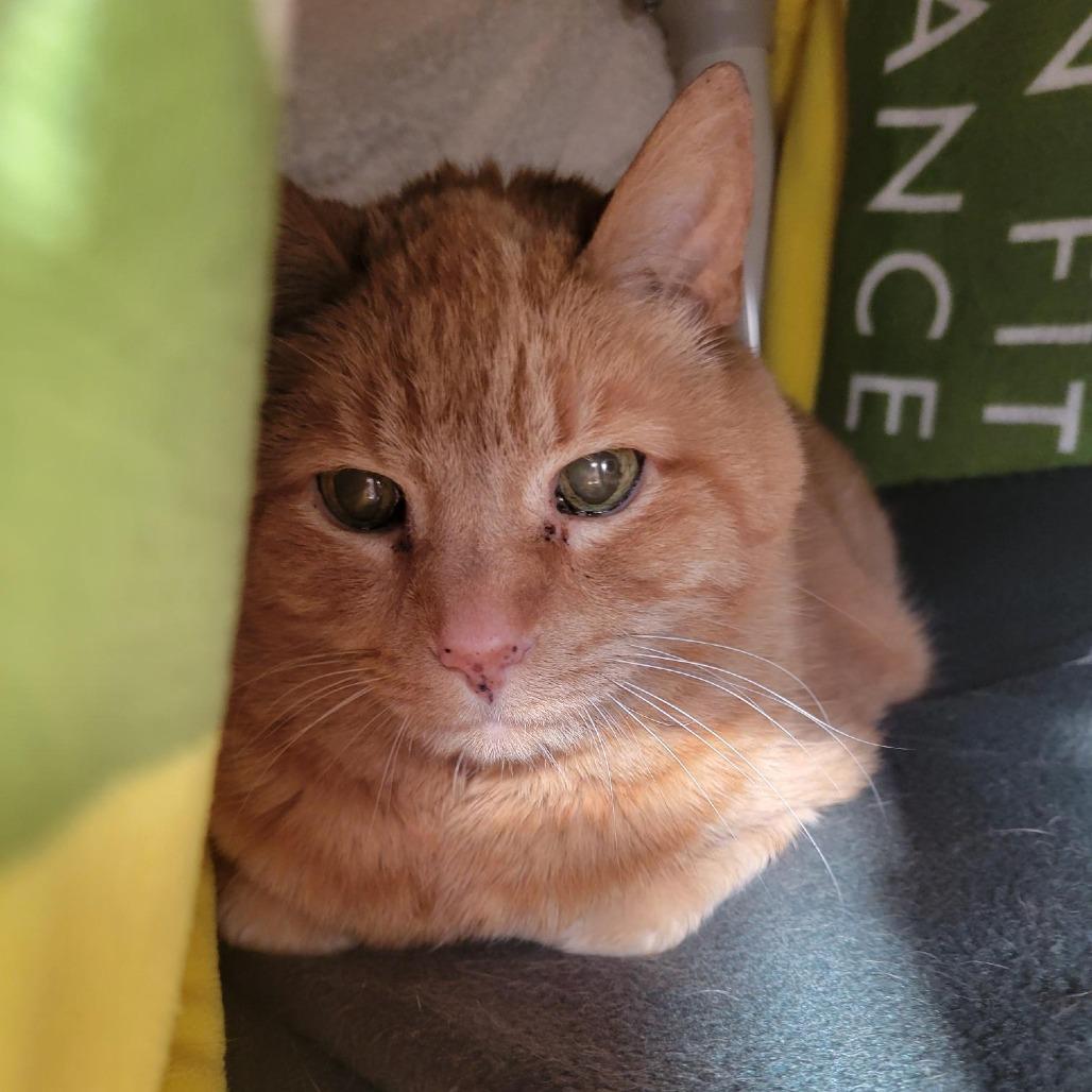 Max-Foster, a Adoptable Domestic Short Hair in Grand Rapids, MI image 3/6