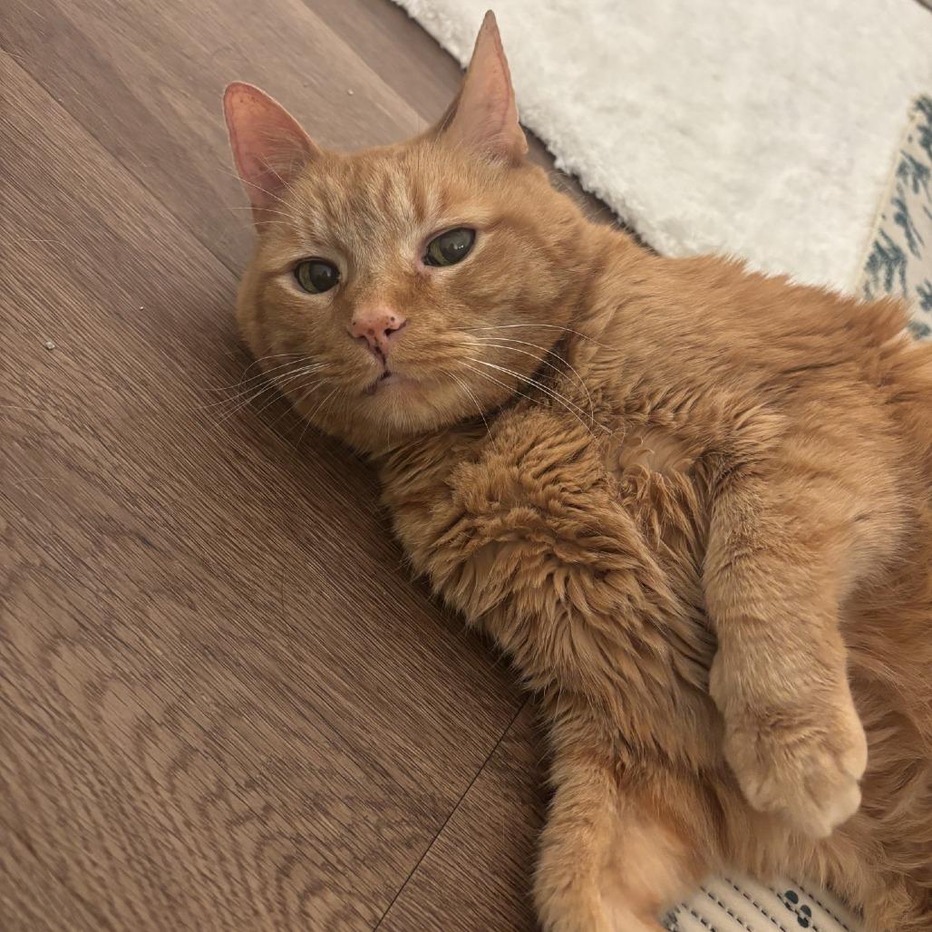 Max-Foster, a Adoptable Domestic Short Hair in Grand Rapids, MI image 5/6