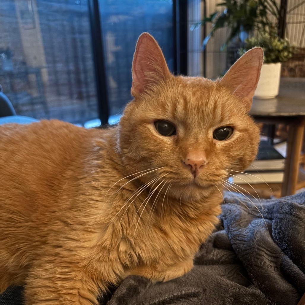 Max-Foster, a Adoptable Domestic Short Hair in Grand Rapids, MI image 6/6