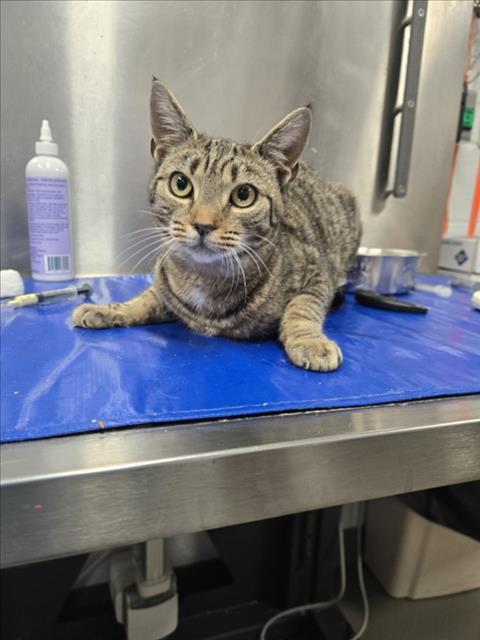 Enlarge KATRINA, a Adoptable Domestic Short Hair in Hagerstown, MD image 1/1