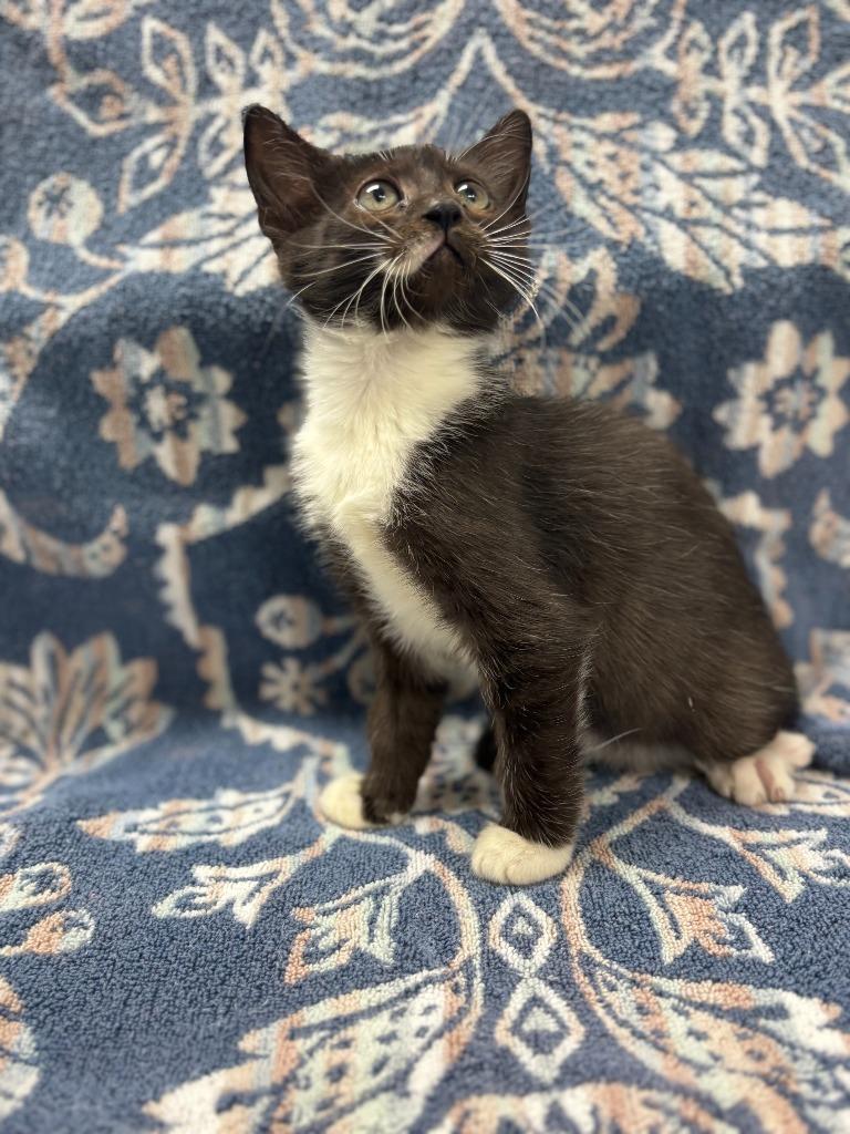 Enlarge Kahlua, a Adoptable mixed breed in Vacaville, CA image 1/1