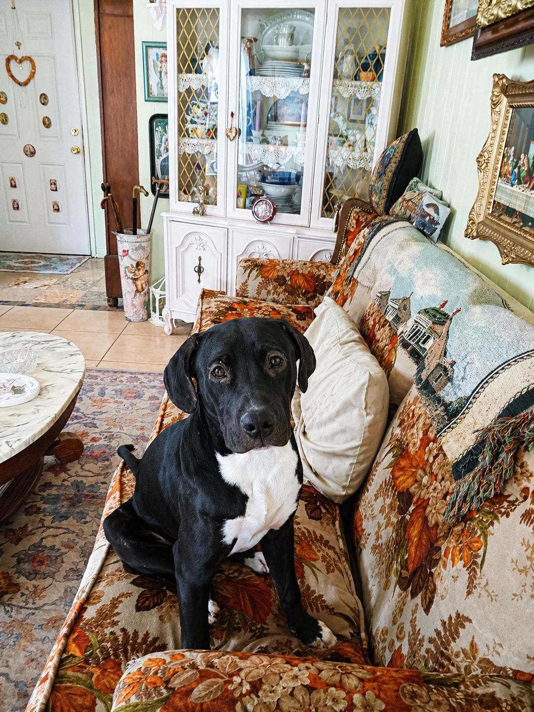 Enlarge Diesel, a ADOPTABLE mixed breed in Las Vegas, NV image 1/2