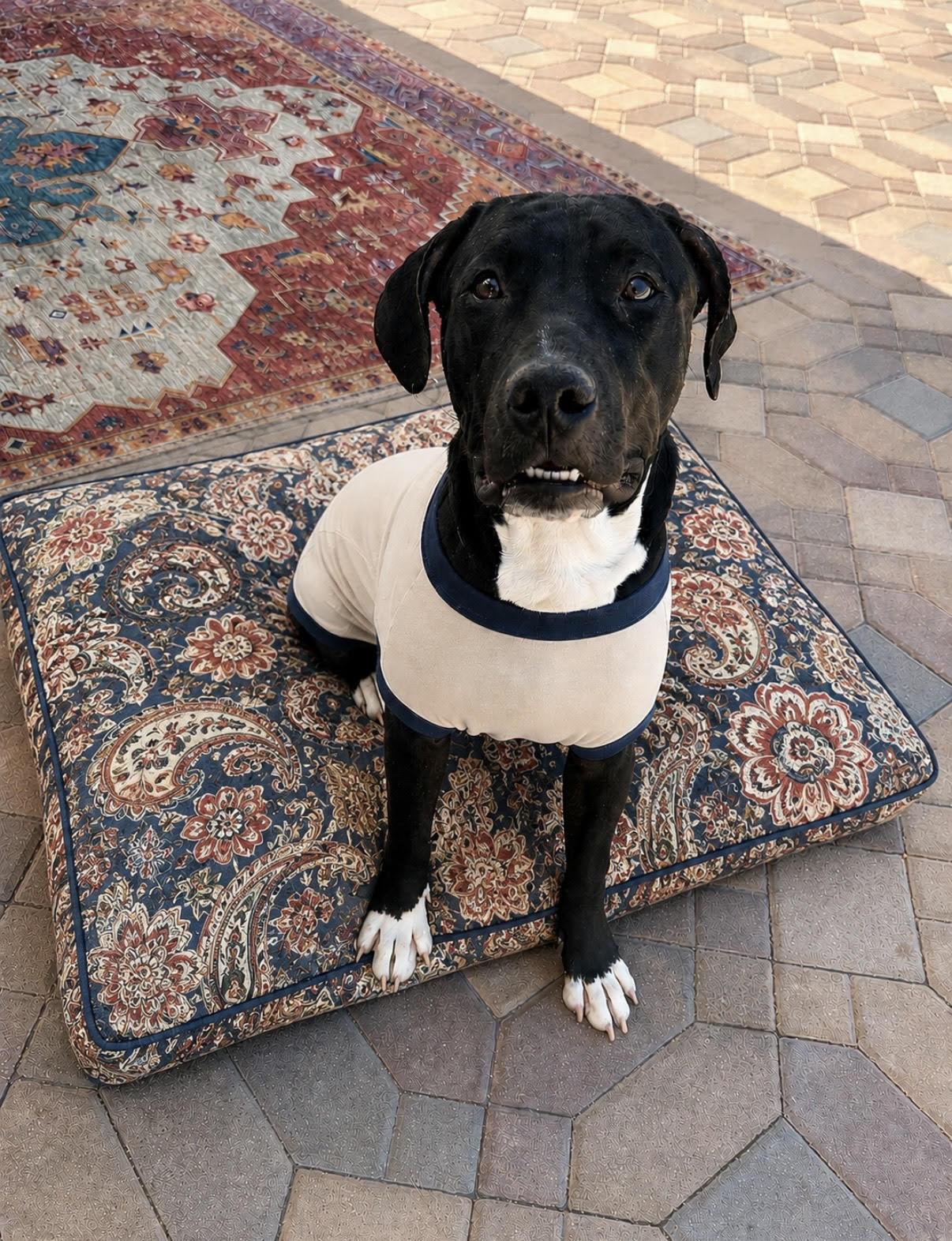 Enlarge Diesel, a ADOPTABLE mixed breed in Las Vegas, NV image 2/2