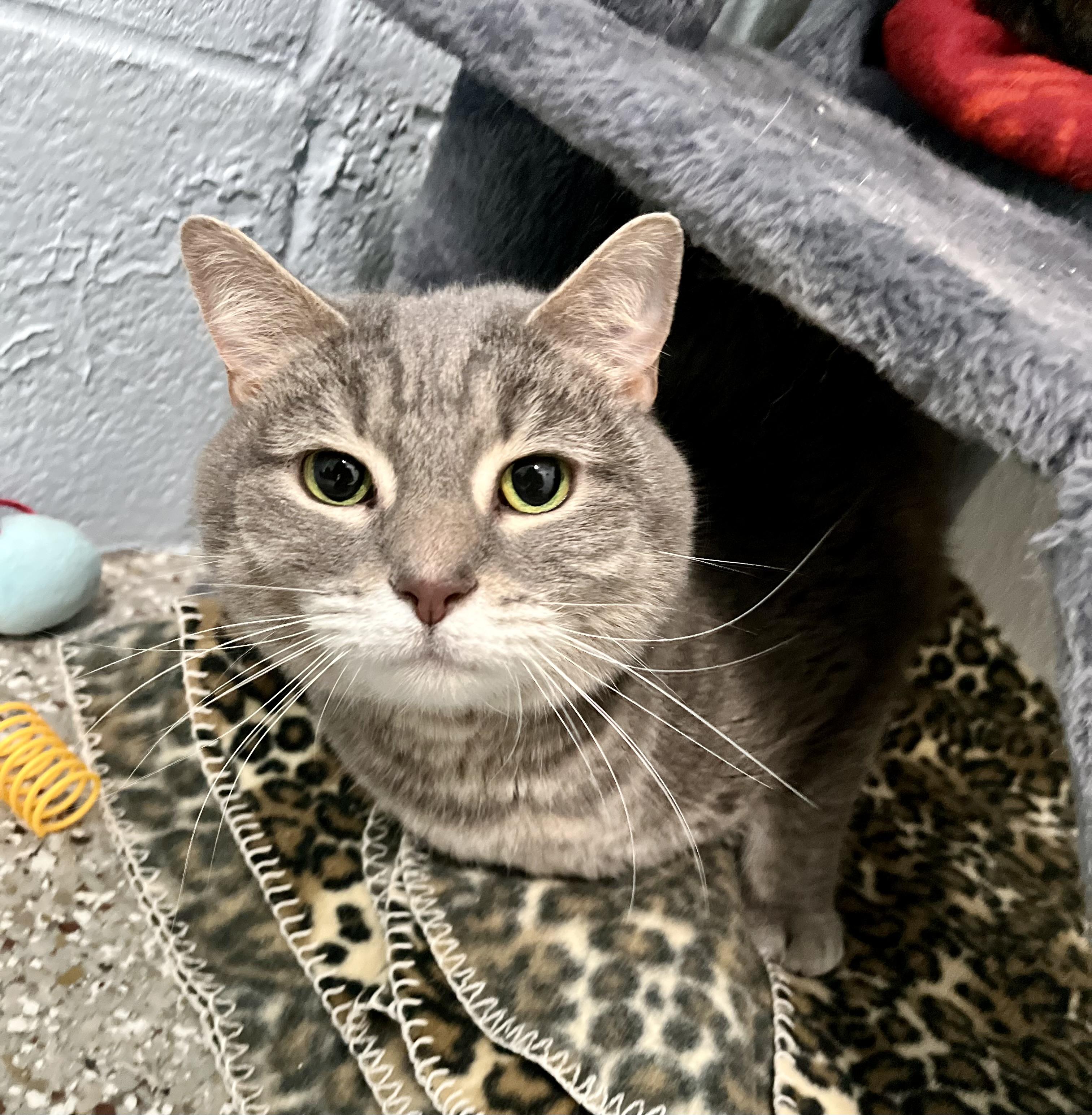 Enlarge Trixie, an adopted Domestic Short Hair in Seville, OH image 1/1