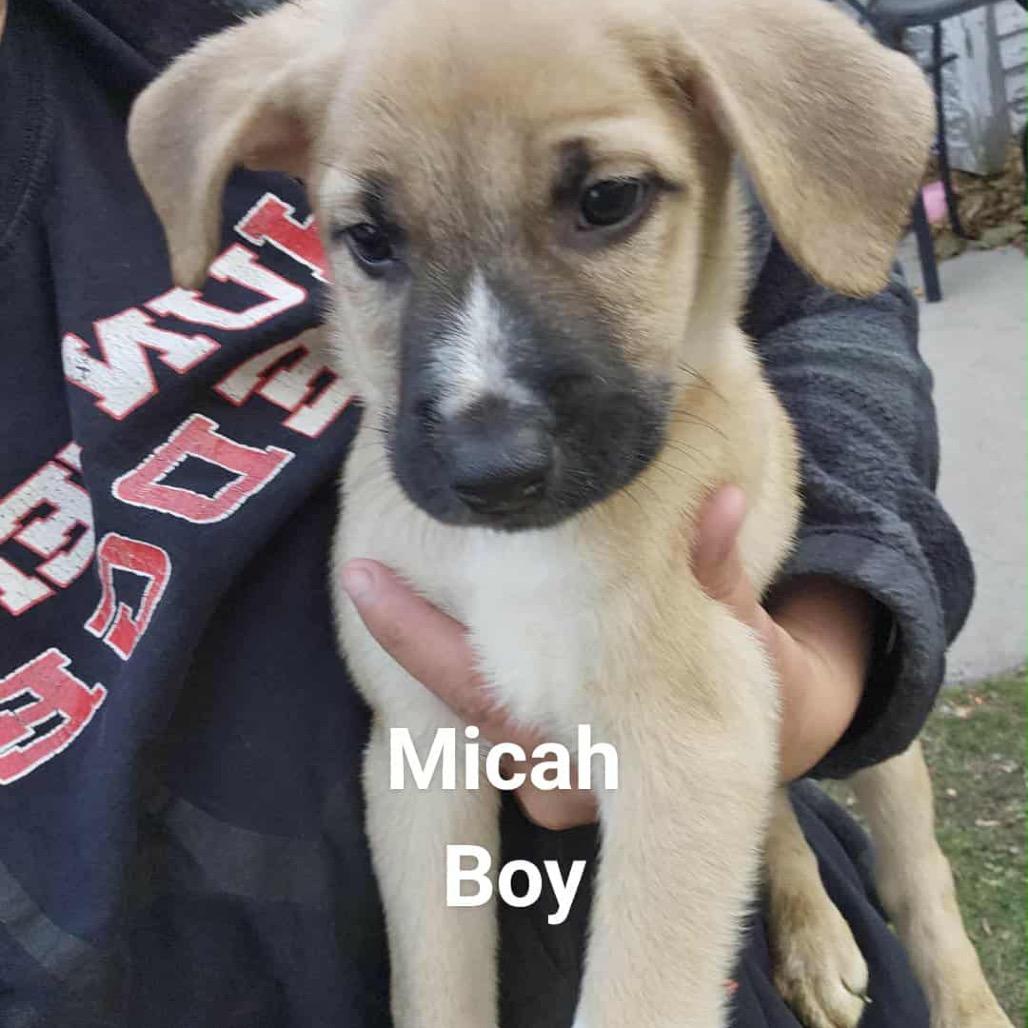 Enlarge Micah, a Adoptable Mixed Breed in Tomah, WI image 1/1