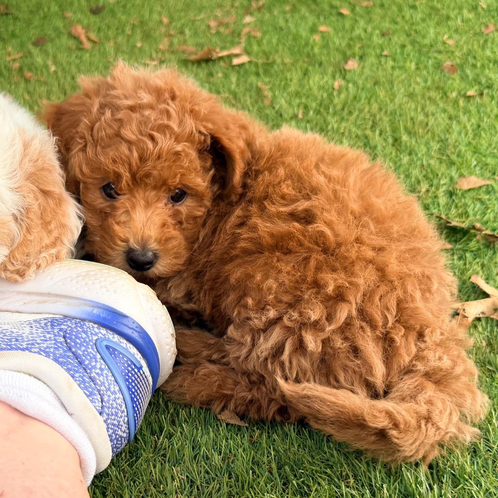 Ruth's Chris (in PA), Adoptable, Puppy Female Poodle.