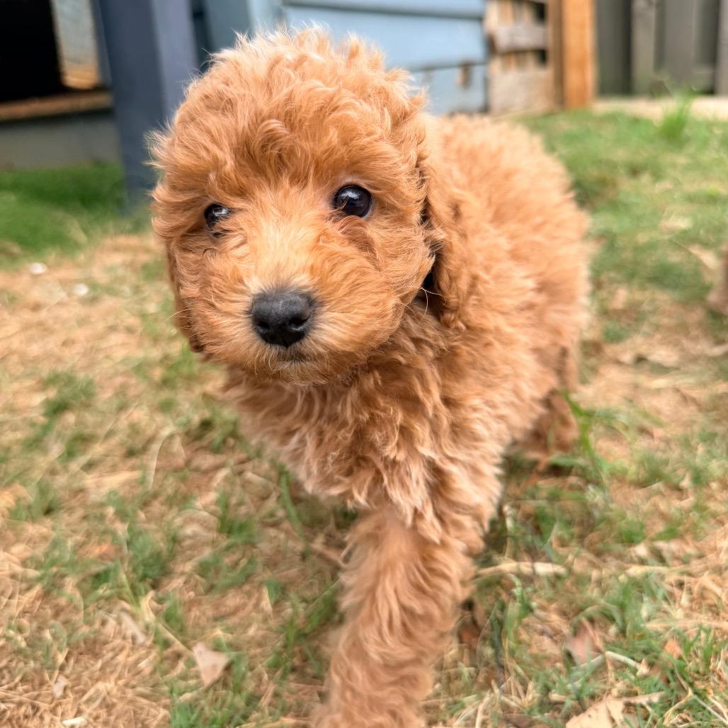 Ruth's Chris (in PA), a Adoptable Poodle in Huntsville, AL image 2/6