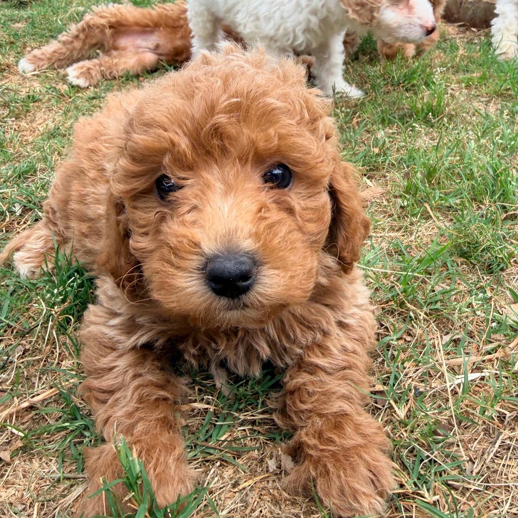 Ruth's Chris (in PA), a Adoptable Poodle in Huntsville, AL image 3/6