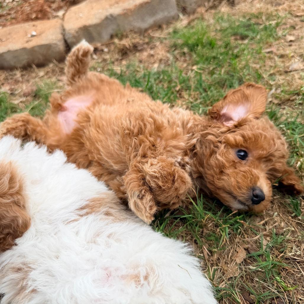 Ruth's Chris (in PA), a Adoptable Poodle in Huntsville, AL image 4/6