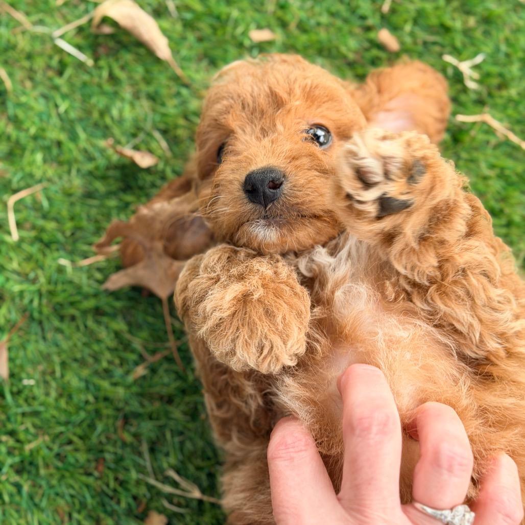 Ruth's Chris (in PA), a Adoptable Poodle in Huntsville, AL image 5/6