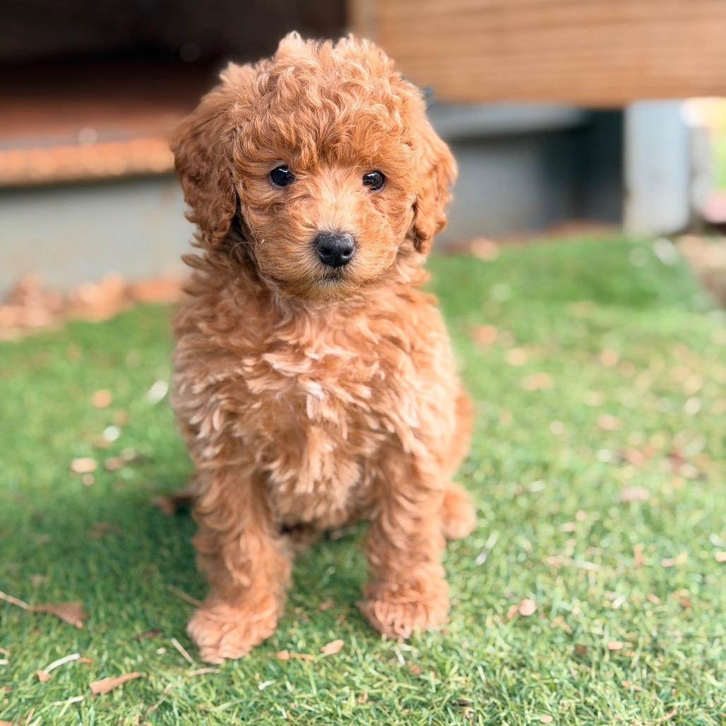 Ruth's Chris (in PA), a Adoptable Poodle in Huntsville, AL image 6/6
