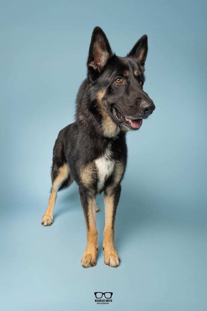 Vuko, Adopted, Adult Male German Shepherd Dog.
