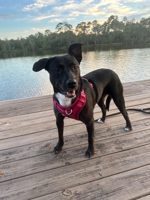 Miss B, Adopted, Young Female Black Labrador Retriever.